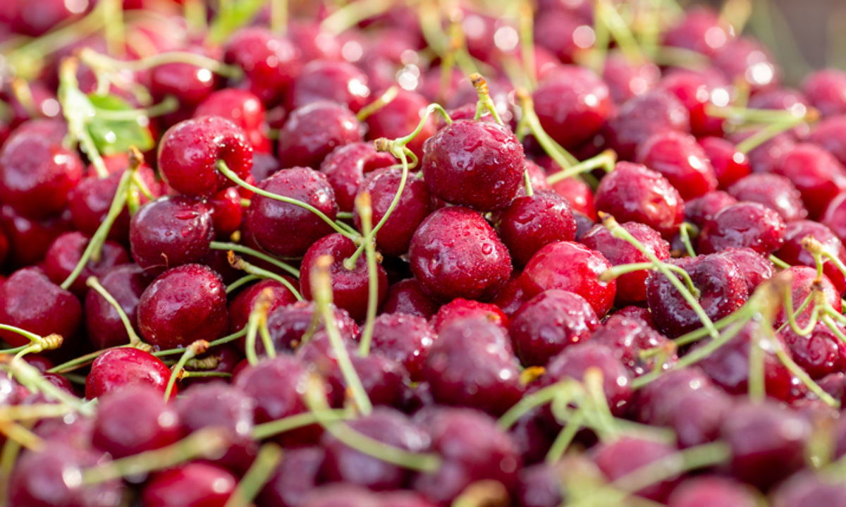 Más de 2 mil toneladas de cerezas exportó La Araucanía esta temporada