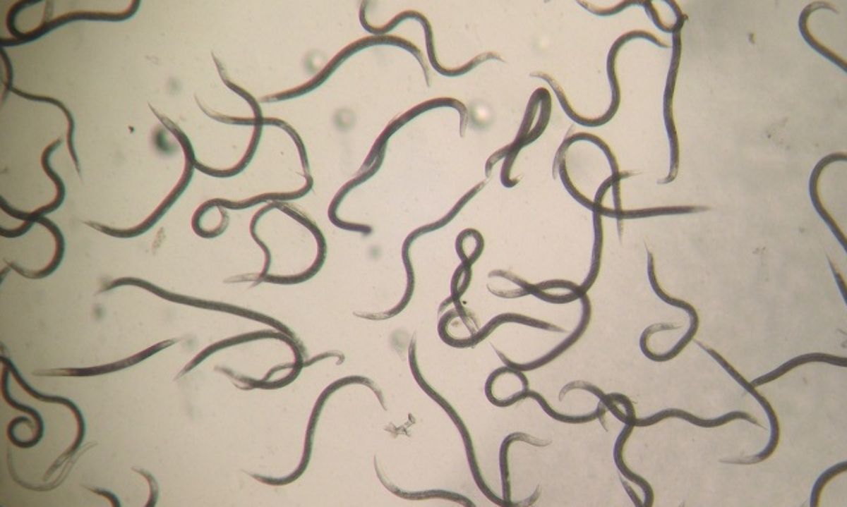 Cultivo de nogal: ¿Qué es un nematodo?