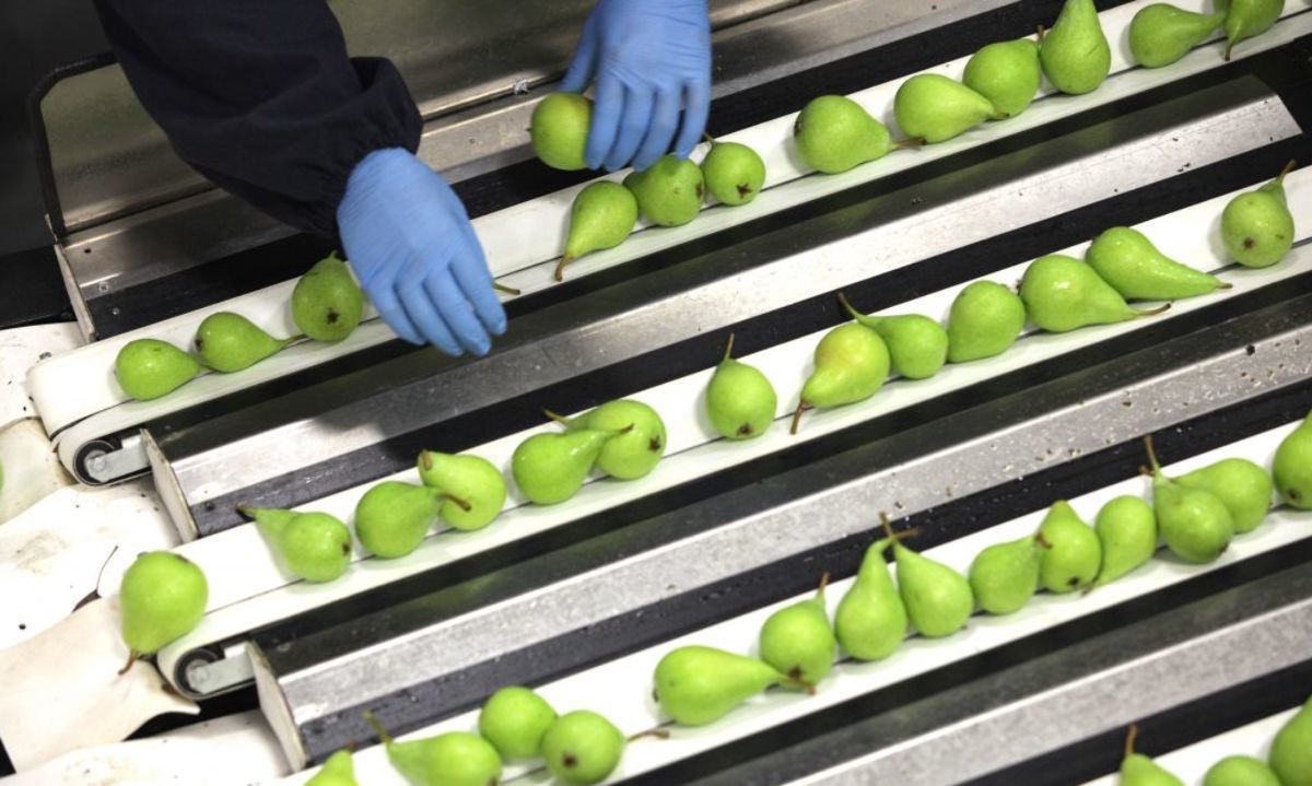 Chile: Bajará producción de peras en un 4,8% y cae consumo interno