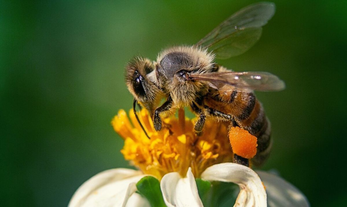 El día de una de las maravillas de la naturaleza... las abejas