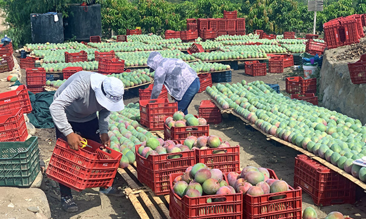 Mango: Perú trabaja en la diversificación de mercados, incluido Chile