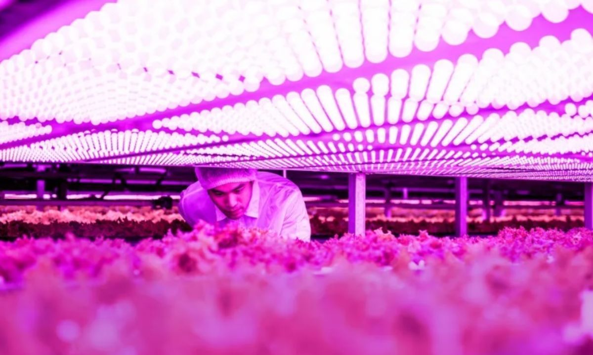 Soluciones LED reducen costos en la horticultura y floricultura 