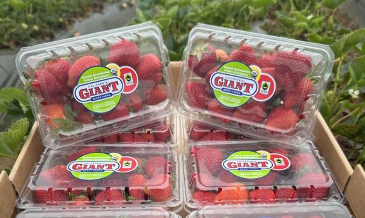 Internacional: Giant será proveedor de frutillas con certificación de Comercio Justo