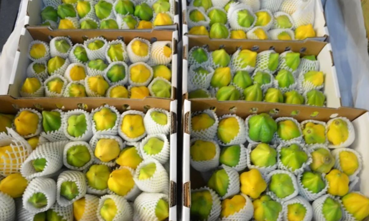 Ecoripe lanza un programa para ampliar mercado a la papaya chilena
