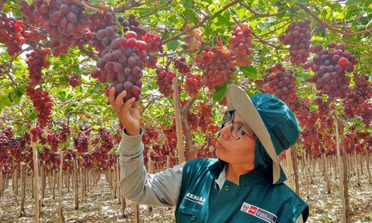 Uva de mesa: Sweet globe y Red globe las reinas de las exportaciones peruanas