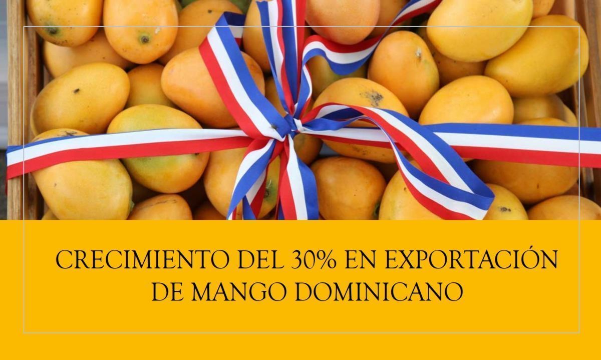 Exportación de Mango Dominicano crece un 30% más en 2024