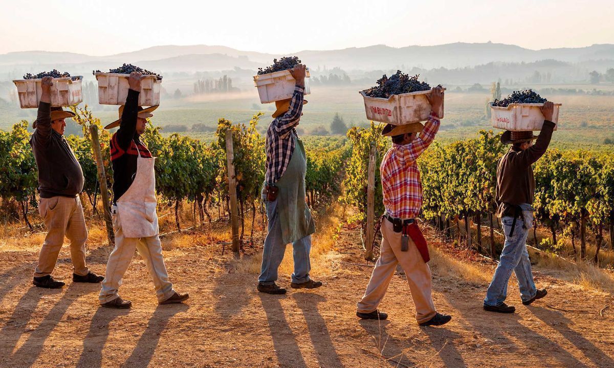 México-Chile: Cultivar uva vinífera ayuda a la diversificación productiva del sector agrícola 