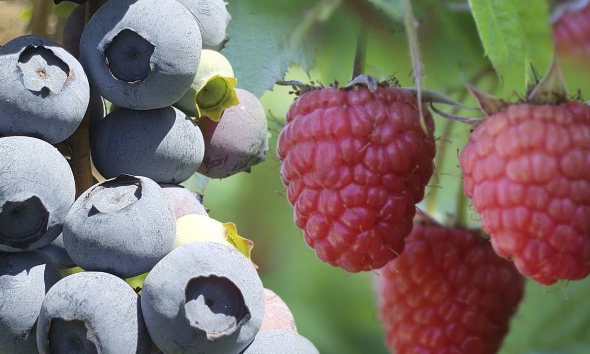 Exportaciones de berries méxicanas caen un 20%