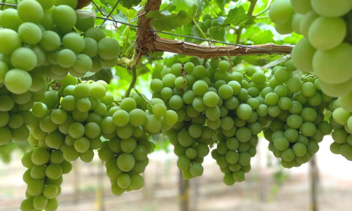 El futuro de la uva se debate en agosto en Chile