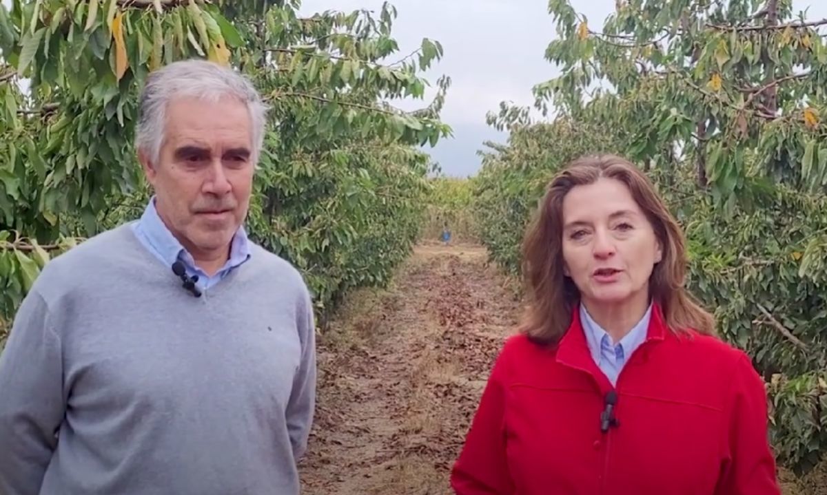 Video: Certificación y desafíos de los agricultores para exportar sus cerezas