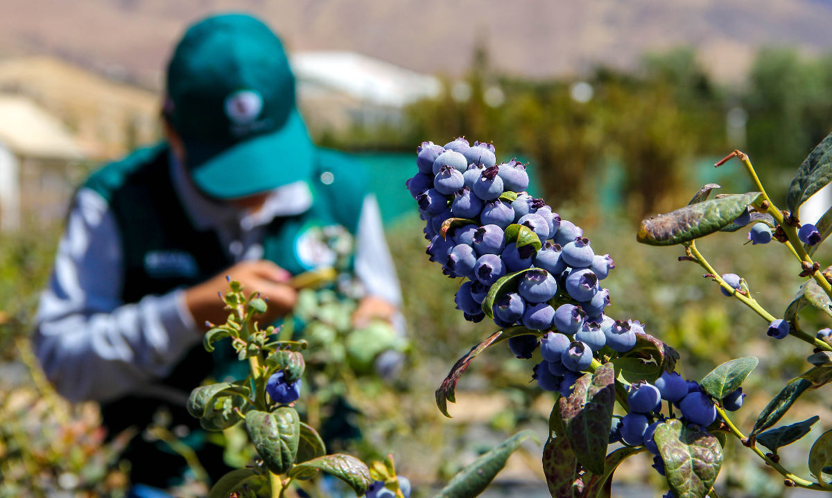 Omar Díaz de Westfalia Fruit Perú anunció su incursión en la exportación de arándanos