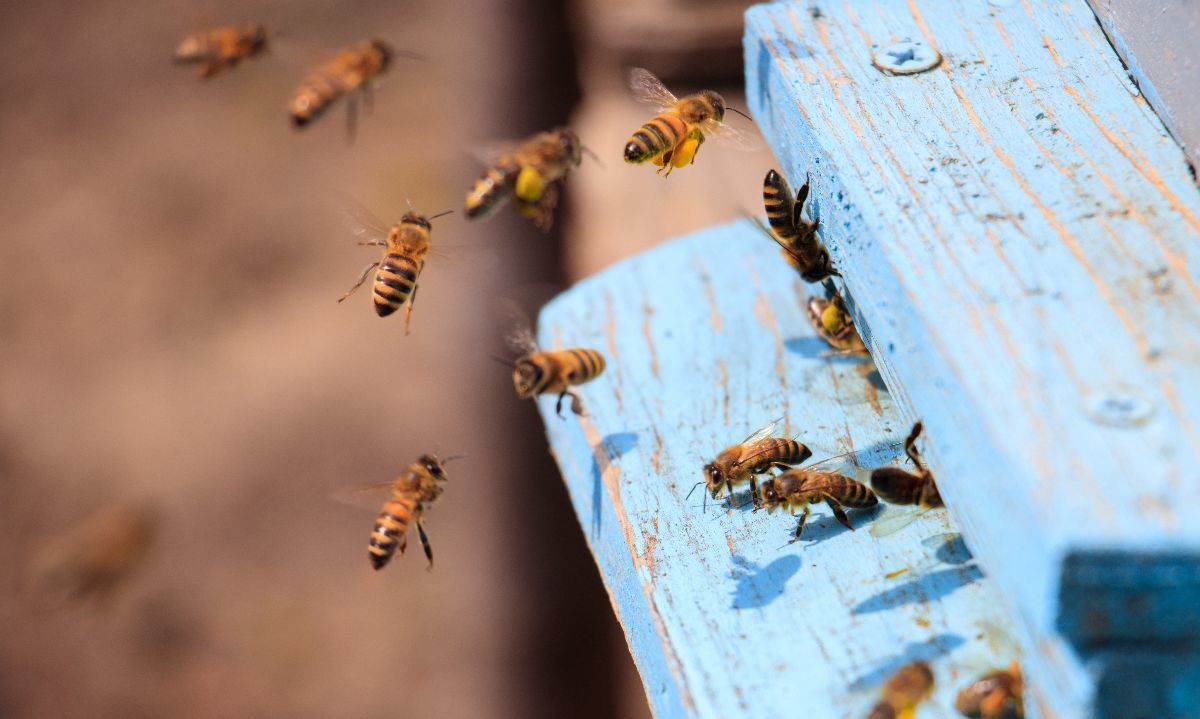 Declaran emergencia agrícola en La Araucania y catastran a apicultores