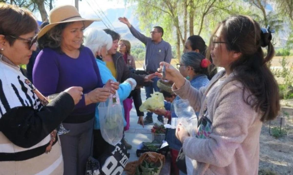 Red de Banco de Germoplasma de INIA Coquimbo inició entrega de semillas tradicionales a agricultores