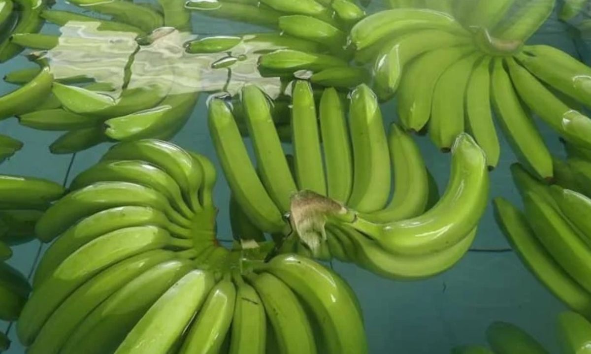 Ecuador: Bananeros exportan menos debido al incremento del precio
