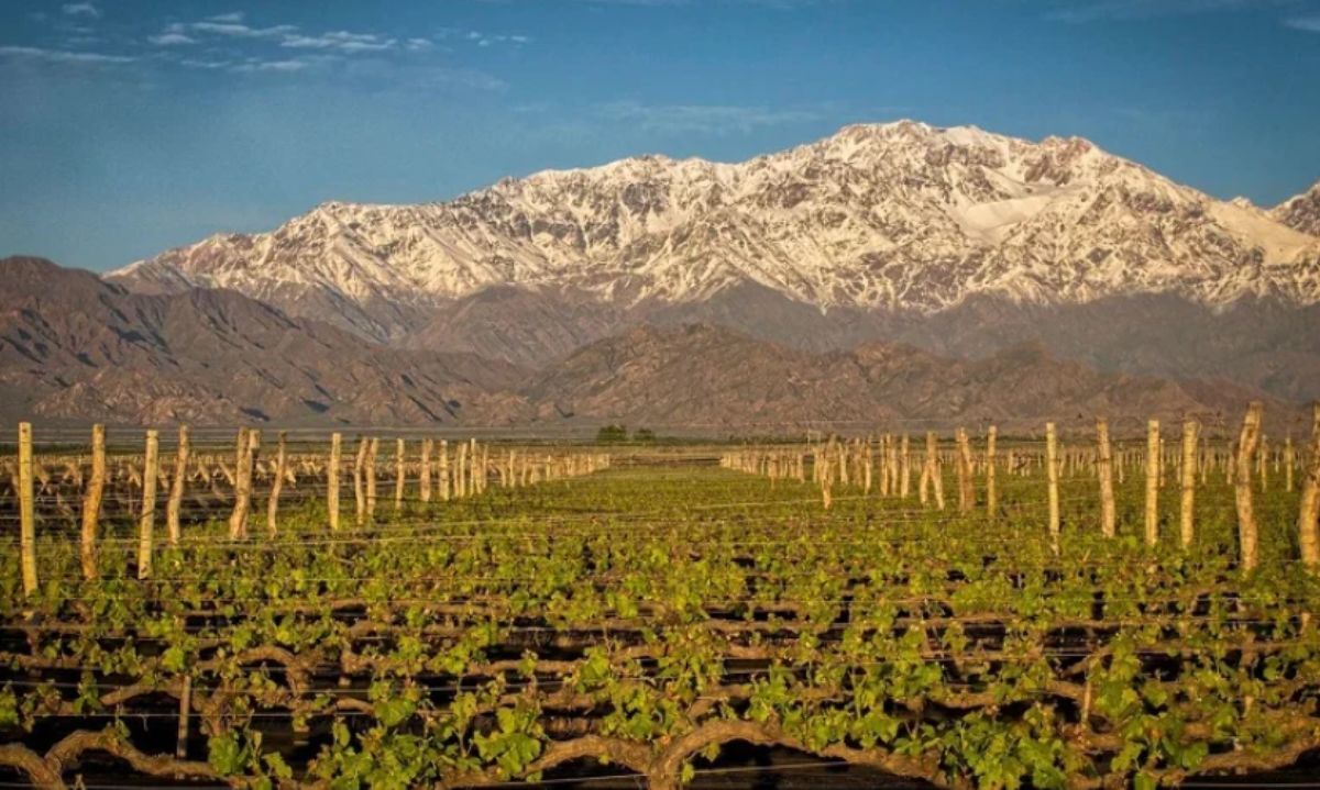 Vino de filial argentina de Viña Concha y Toro es uno de lo más vendidos en el mundo
