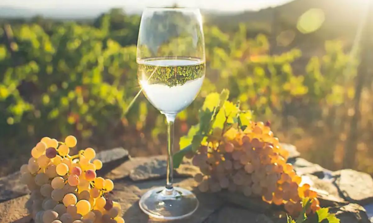 Sauvignon Blanc: El oro blanco de la viticultura chilena