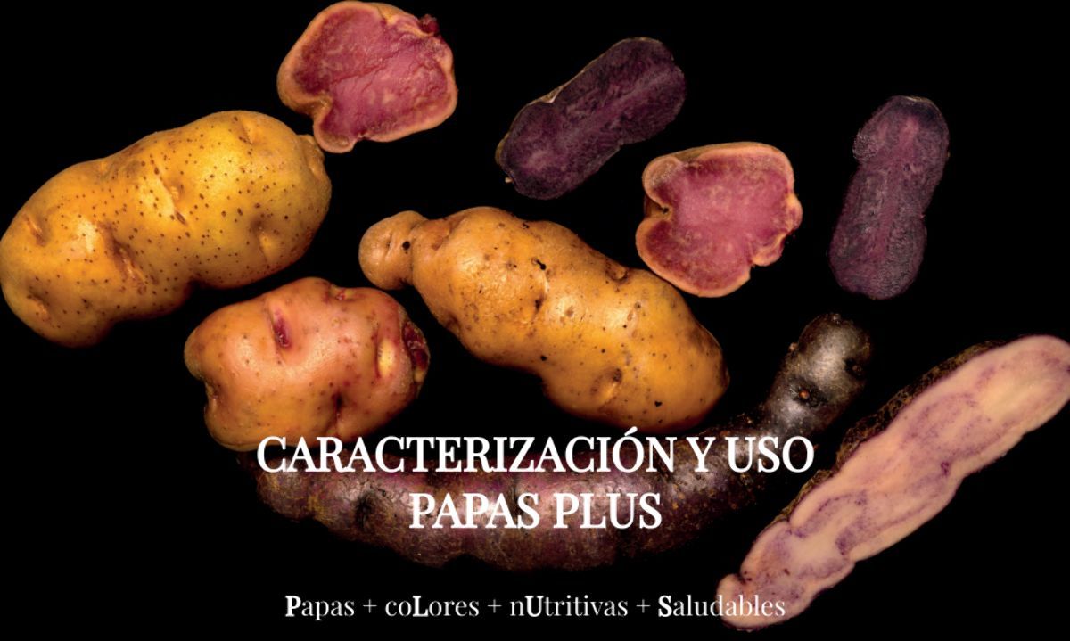 Catálogo de papas de colores describe sus características físicas, saludables y culinarias