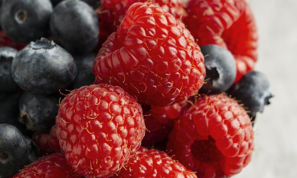 Chile: Crean tres variedades de berries con buen rendimiento y adaptables al cambio climático