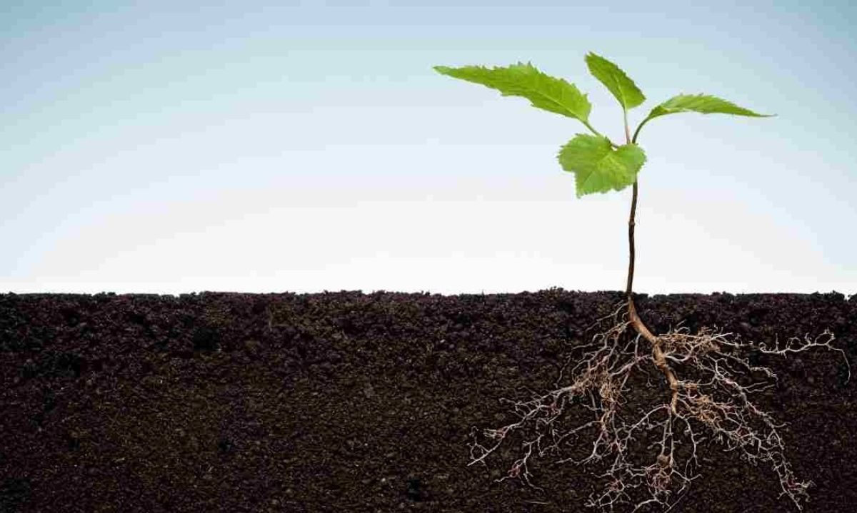 Las raíces y la rizosfera son esenciales para enfrentar la disponibilidad de agua