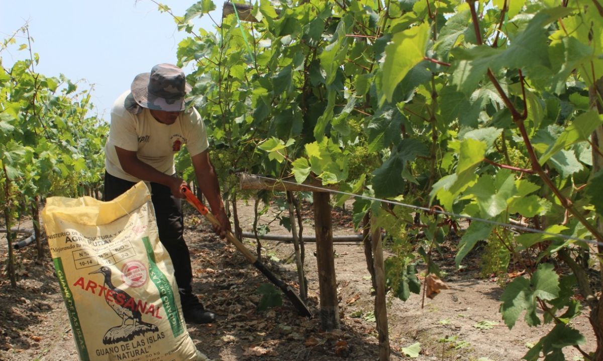 Perú promueve plantaciones de uva pisquera y vinífera en su costa