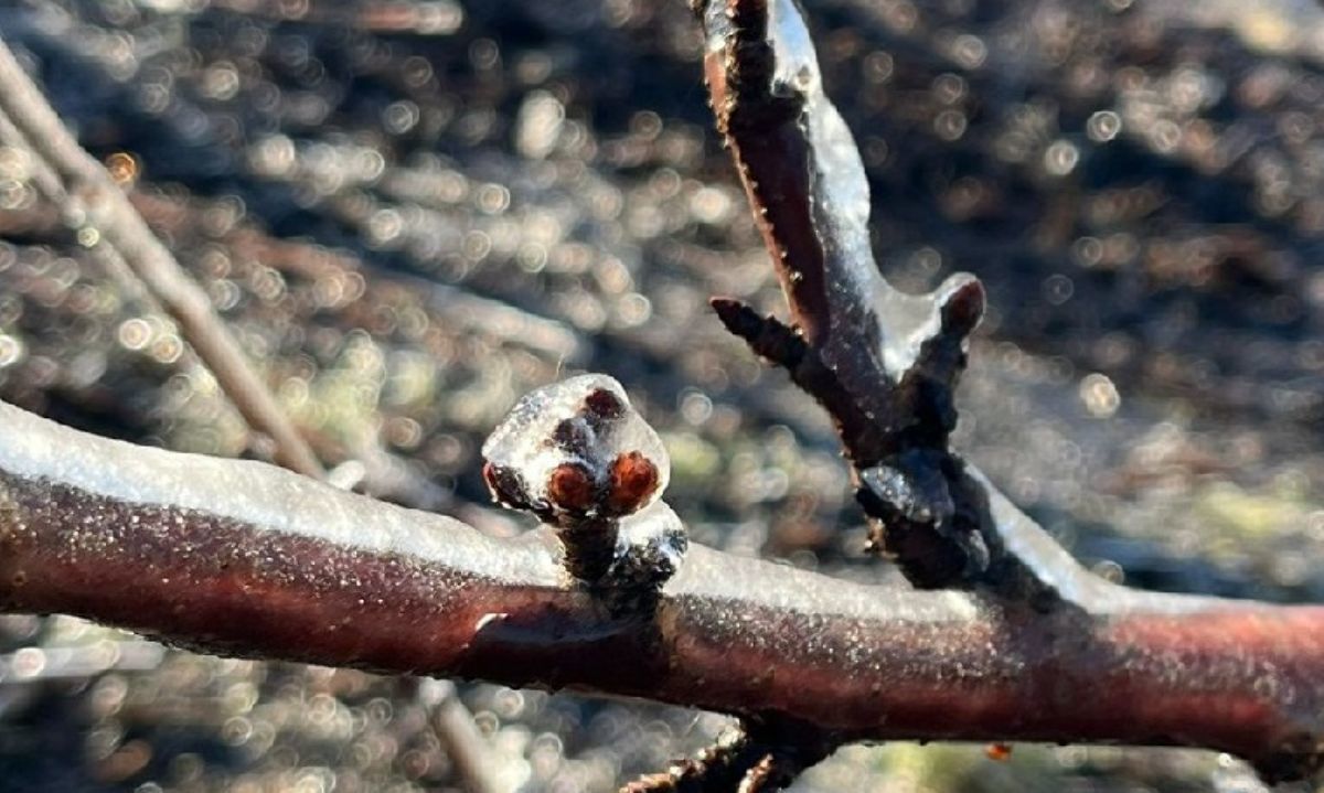 Cerezas: acumulación de frío y un adelanto de 14 días para el Año Nuevo Chino