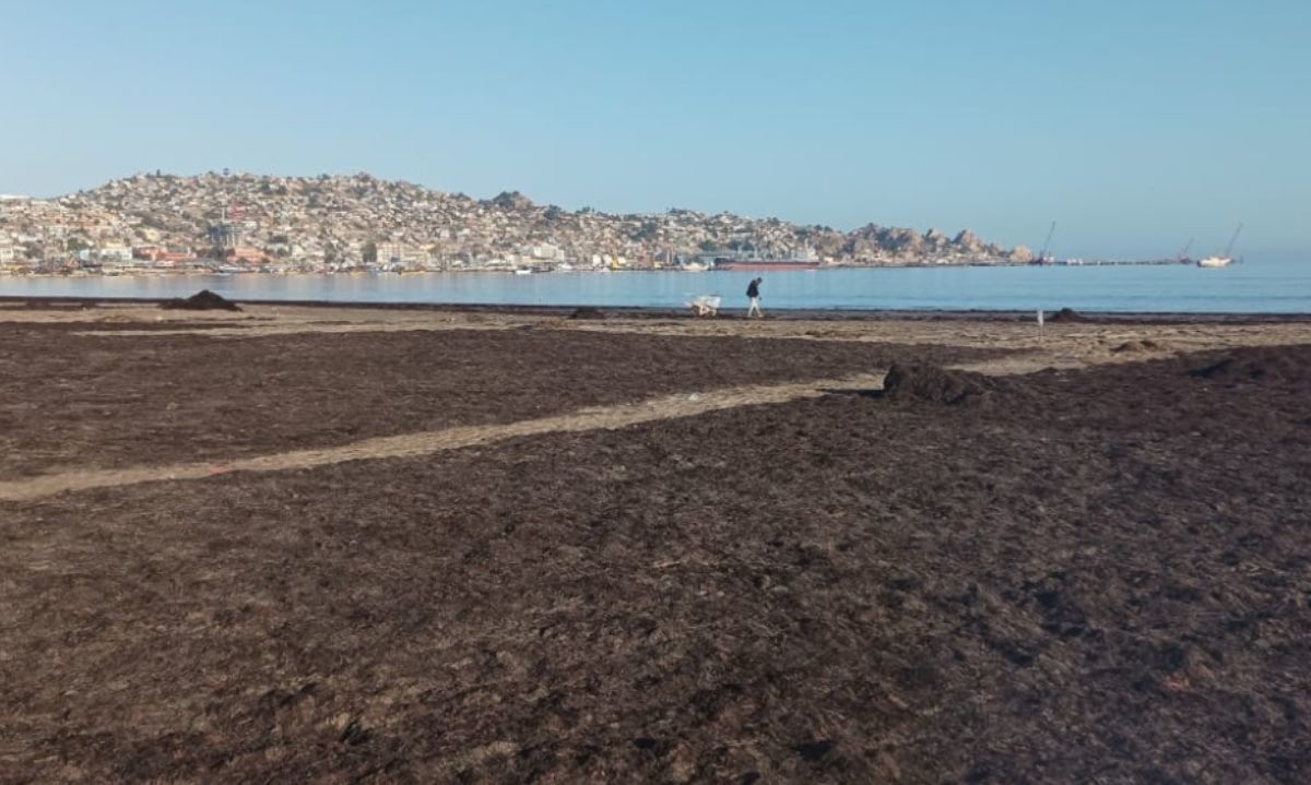 Científicos del norte de Chile estudian residuos de algas como mejoradores de cultivos en zonas áridas