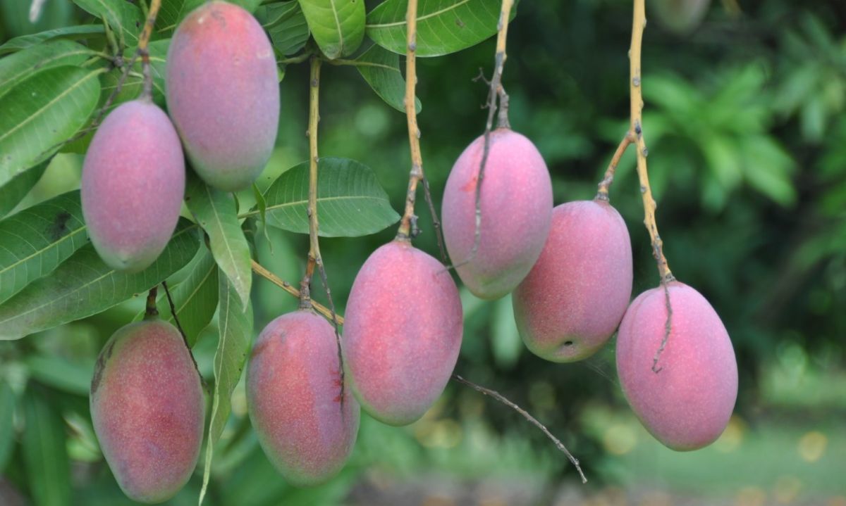 ¿La Agricultura 4.0 es una necesidad o un capricho en el cultivo del mango?