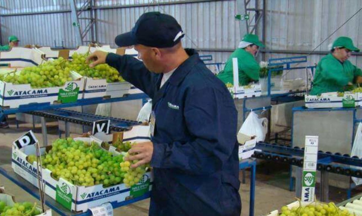 Chile recupera liderazgo en la exportación de uvas frescas