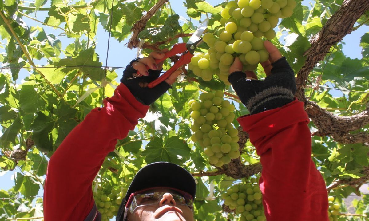 El Federal Register de EEUU publicará protocolo de importación de uvas de mesa chilena bajo el Systems Approach 