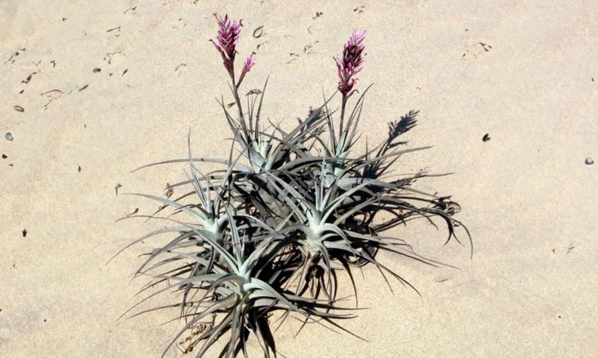 Estudio de plantas del desierto de Atacama ayudarían a la agricultura