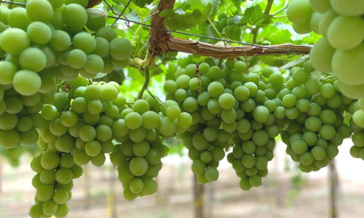 Temporada de uva de mesa chilena mostró aumento del volumen y renovado enfoque en calidad