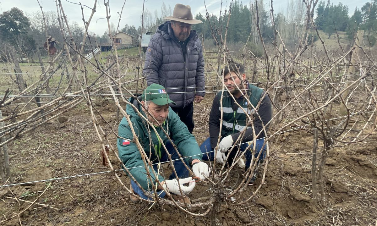 Comienza entrega de emisores de confusión sexual predial a productores de vid y arándanos