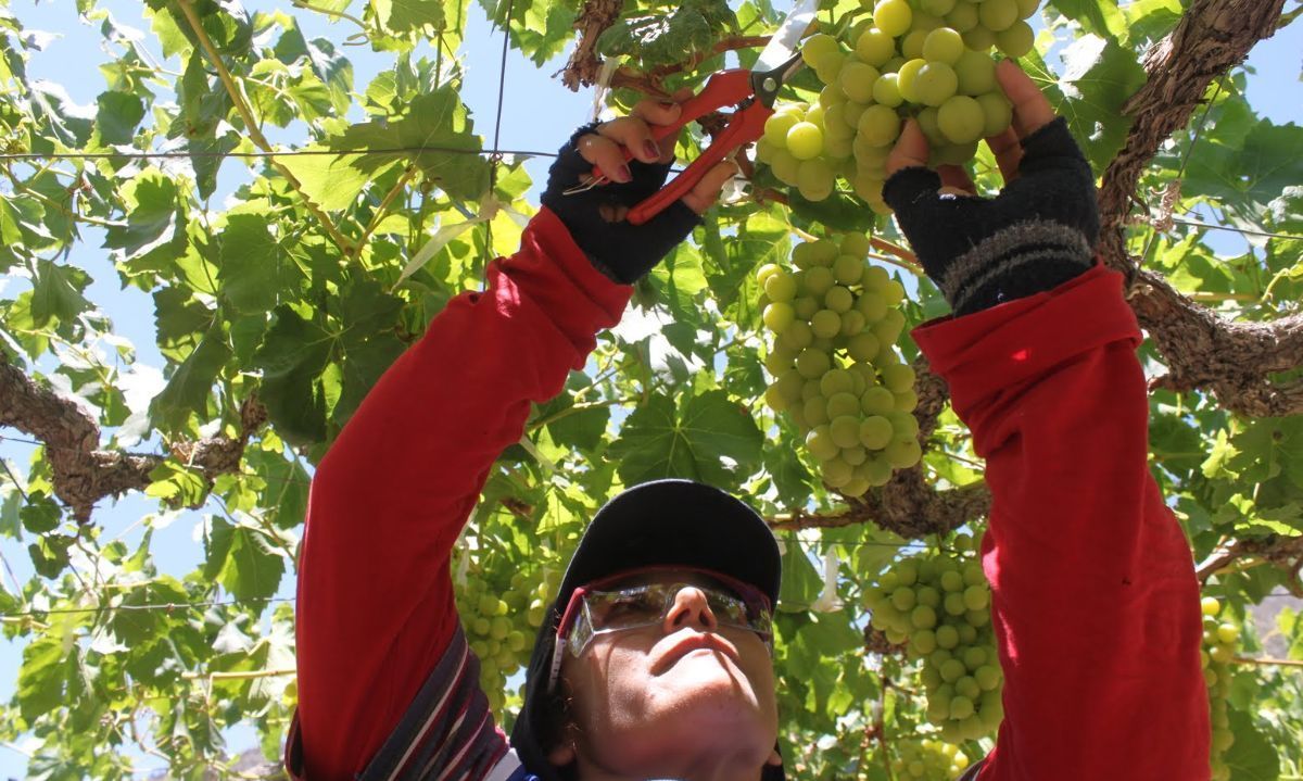 8 Agosto: Global Grape Convention reunirá a Perú y Chile