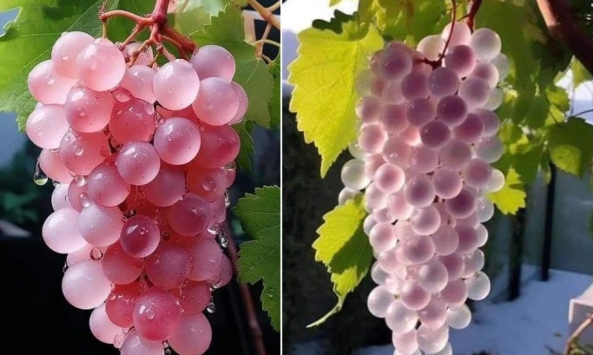 Conociendo la uva vinifera de Japón llamada Koshu