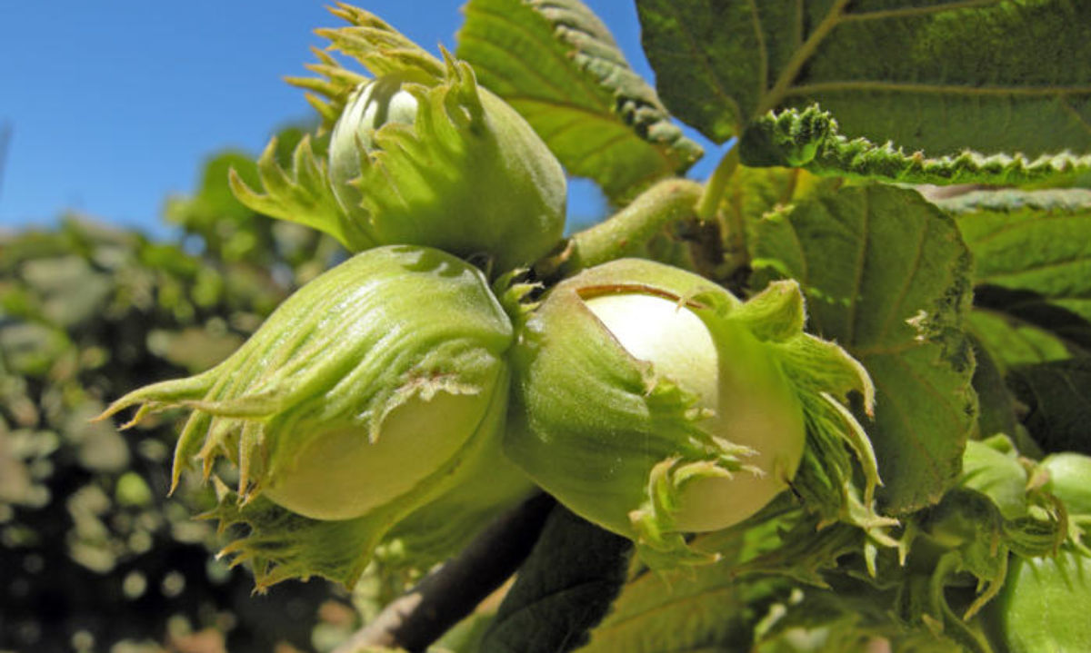 Fisiología y productividad: El avellano, el cuarto frutal más extendido en Chile