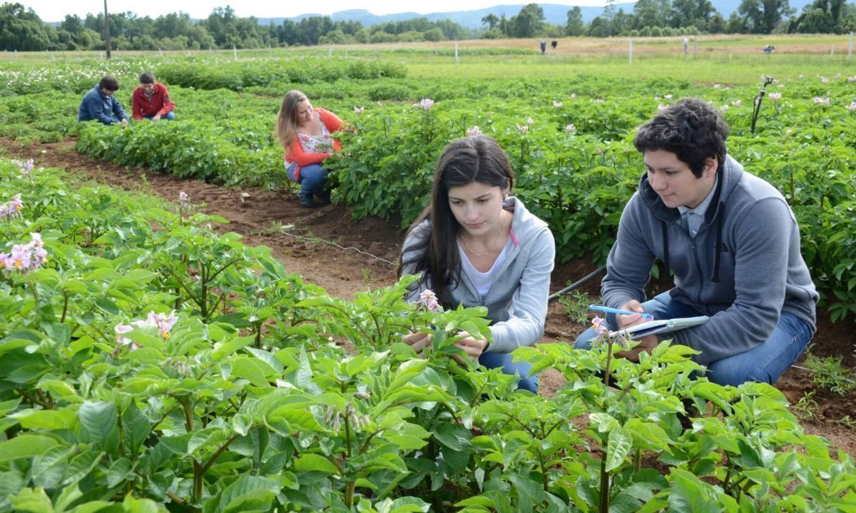 Ofertas laborales agrofrutícolas para Chile y Perú