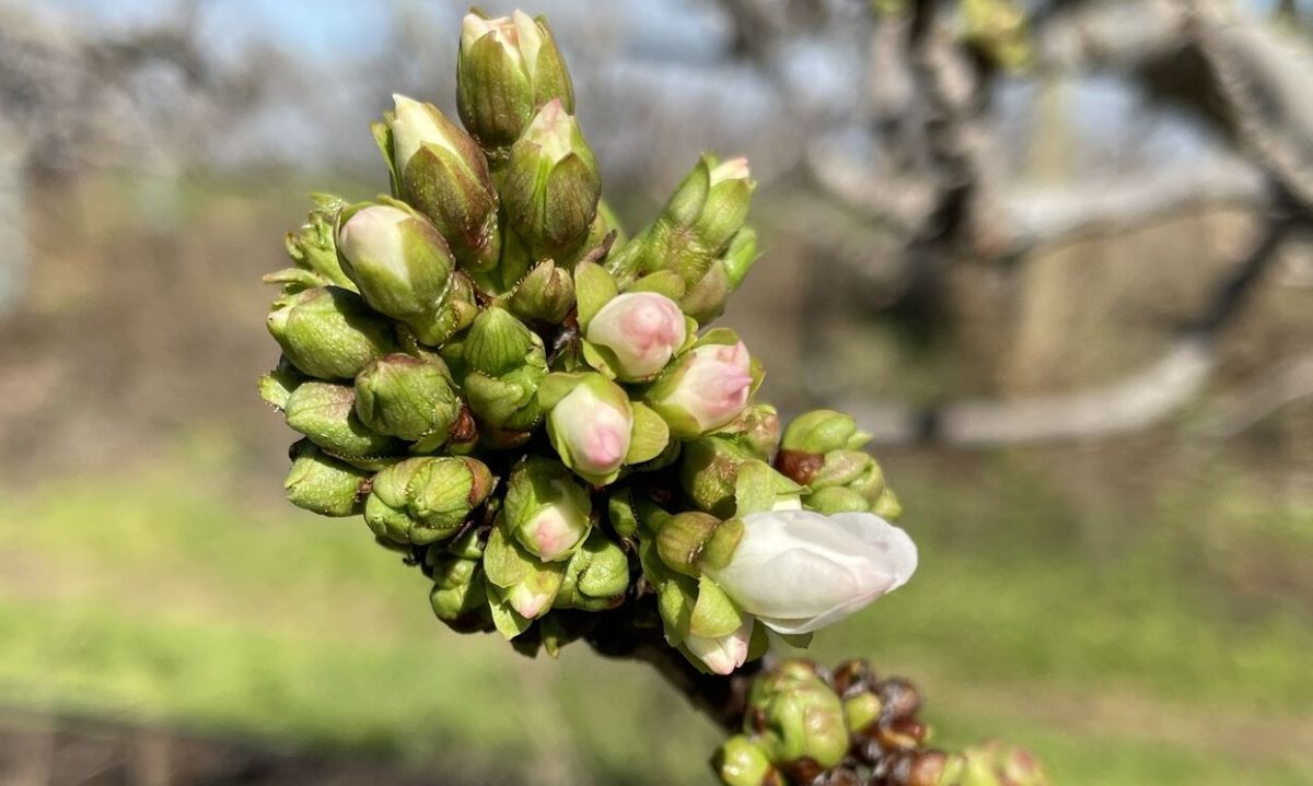 El hermoso inicio de la floración de las cerezas ovallinas