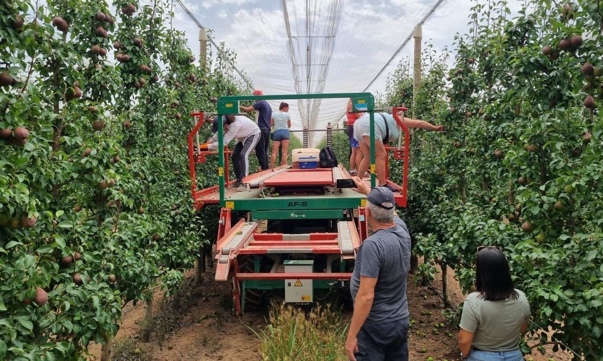 Productores visitan España para conocer genética, portainjertos y plantaciones frutícolas