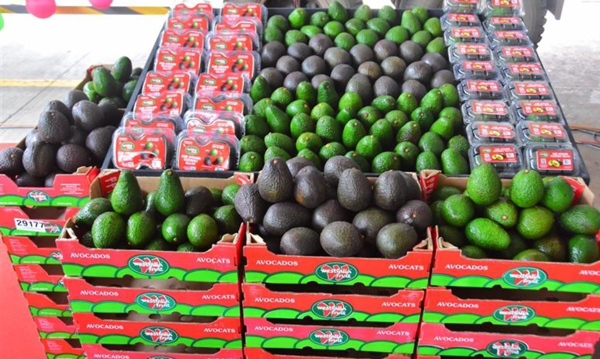 Perú: Top 10 empresas exportadoras de palta 1° semestre 2024