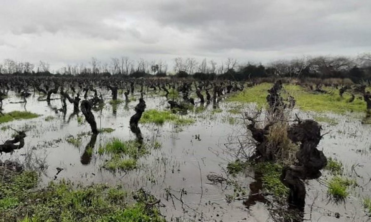 Ministerio de Agricultura recuerda que existe un procedimiento de denuncias ante siniestros