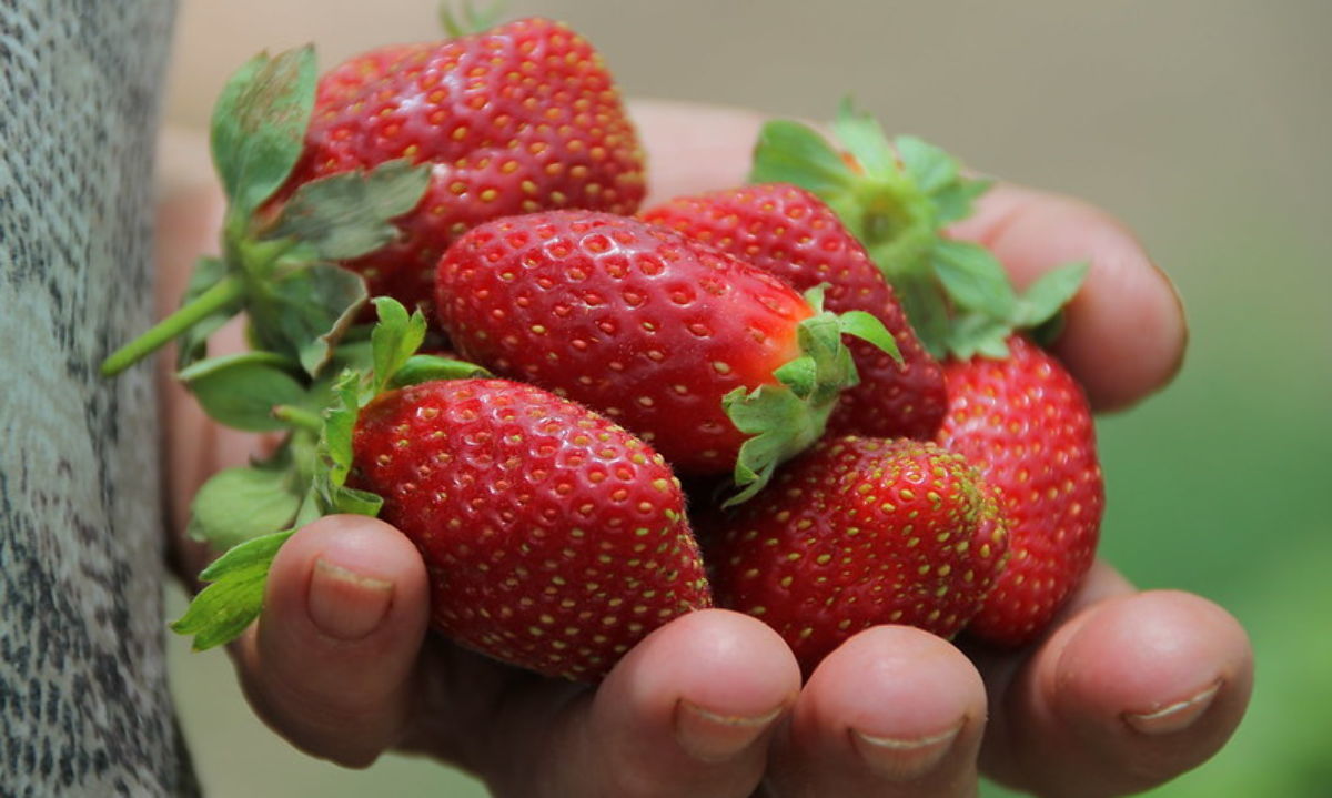 Guía práctica para el cultivo de frutillas en La Araucanía