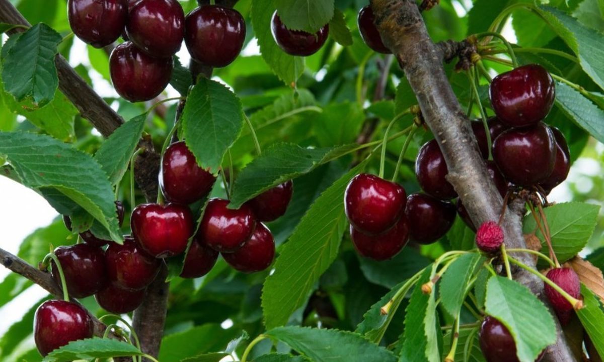 Próxima temporada: Se prevé que volúmenes de cerezas Santina, de maduración temprana se dupliquen