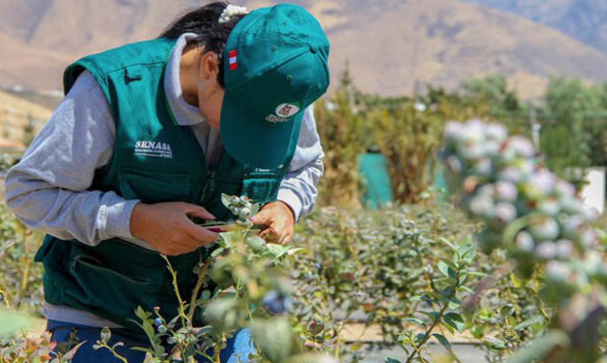 Vilma Gutarra asume como nueva jefa del Senasa-Perú