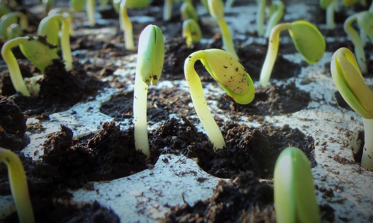 Curso online y gratuito en biofertilizantes