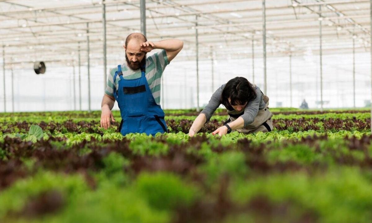 Odepa se adjudica $659 millones para fortalecer el sistema de monitoreo de cultivo