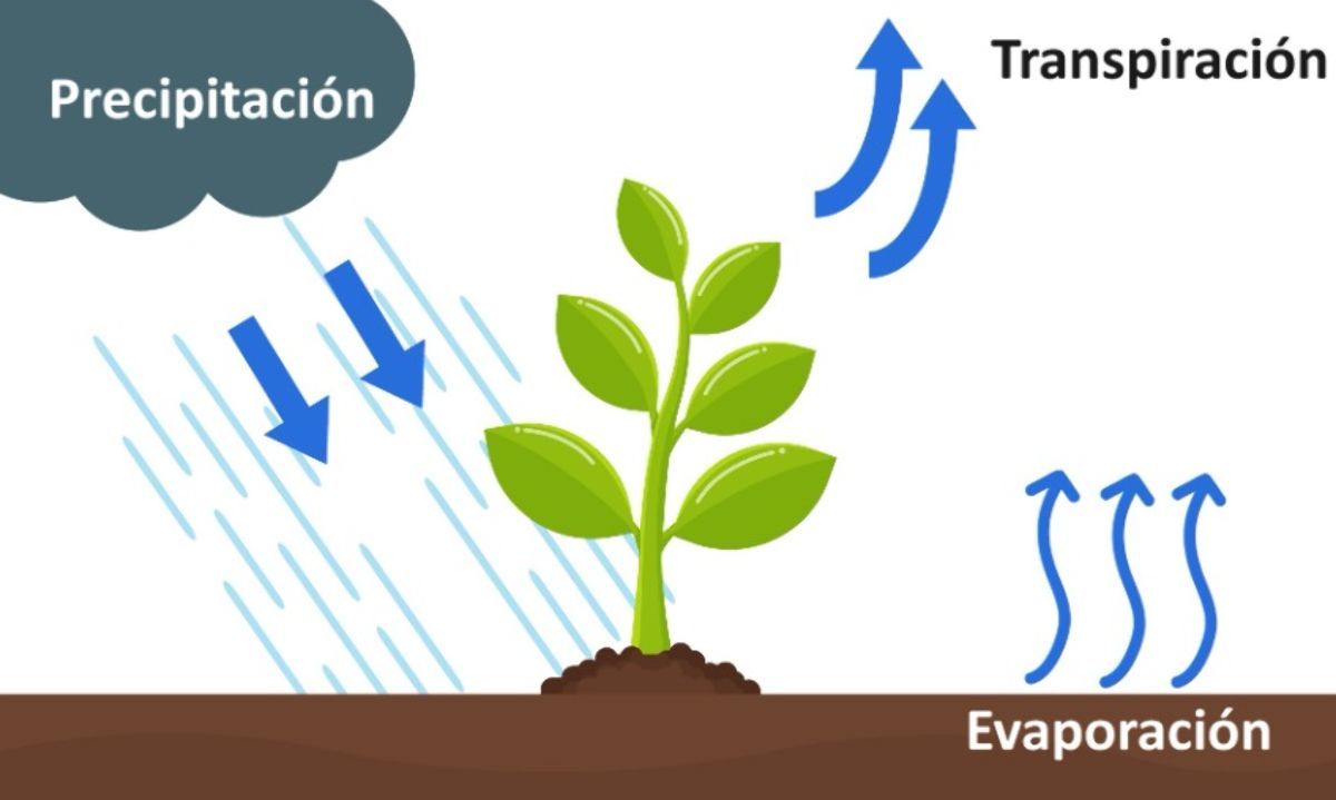 ¿Cuánta agua requiere la agricultura de la región?: Determinación de la demanda 