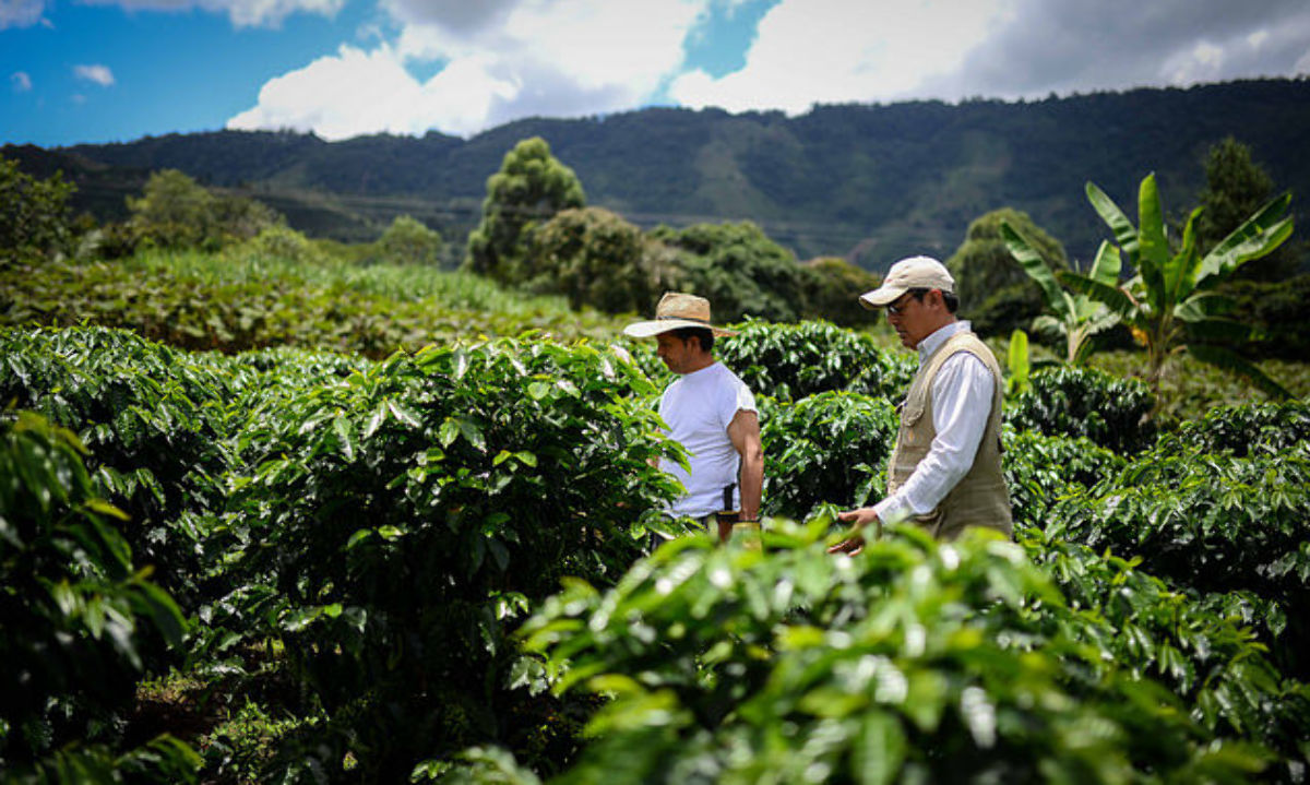 Colombia: El agro crece 10,2% en el 2do. trimestre y mueve la economía