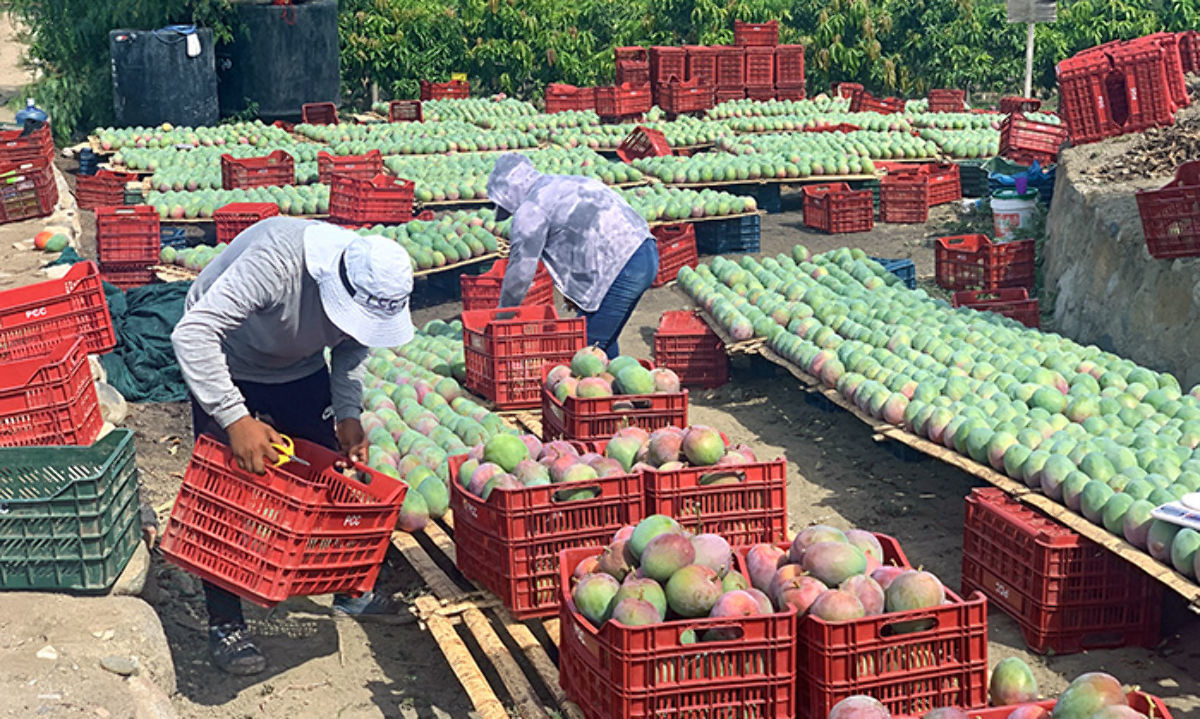 El mango peruano: Desafíos en la exportación y esperanzas de recuperación 