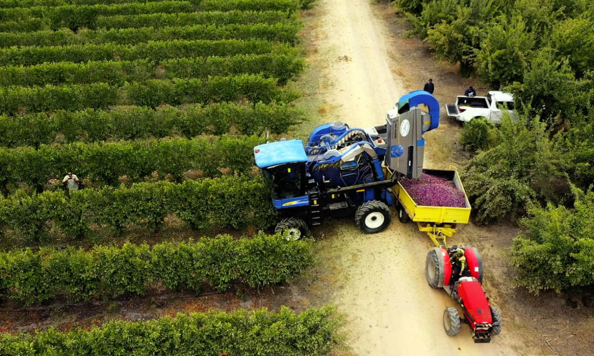 Video: Ensayo de ciruelos para exportación en muralla frutal 