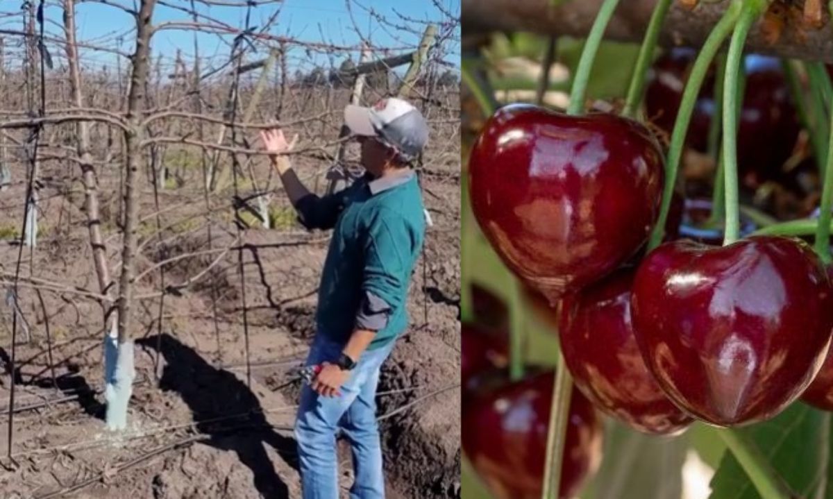 Cerezas: Pautas de poda del asesor chileno Walter Masman